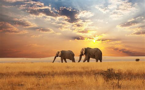 🔥 Download African Landscape With Elephant Beautiful Photo by ...