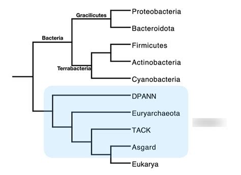 Archaea Diagram Quizlet