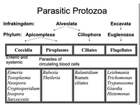 Protozoa I Protozoan Parasites With Direct Life Cycles Flashcards Quizlet