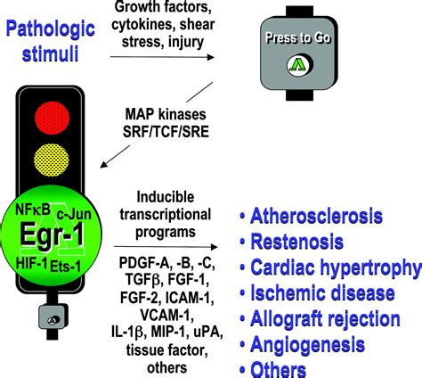 Early Growth Response In Cardiovascular Pathobiology Circulation