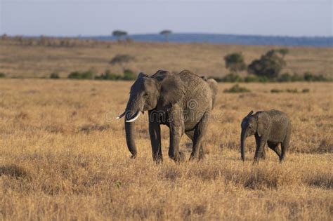 Elephant Mother And Baby Seen At Masai Mara Kenya Stock Image Image