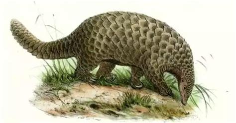 Top 12 Pleistocene animals you may not know about: europe. : r/pleistocene