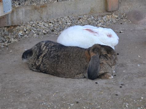 The Online Zoo - European Rabbit