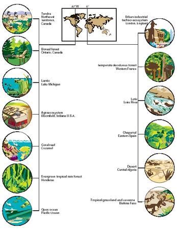 biome humans examples body water process earth life plants