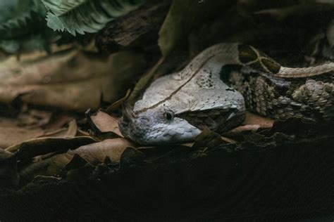 Close up of Snake Eating Prey · Free Stock Photo