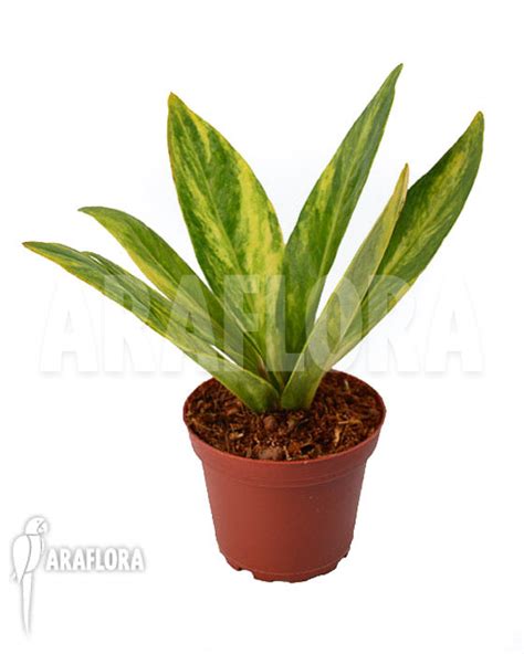 Araflora Exotic Flora And More Anthurium Hybrid Variegated