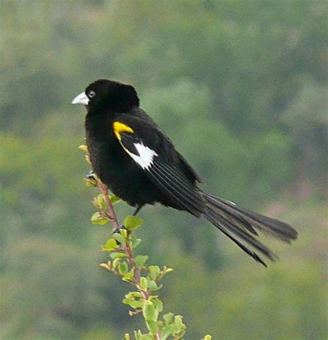 White Winged Widowbird Euplectes Albonotatus Male In Breeding Plumage