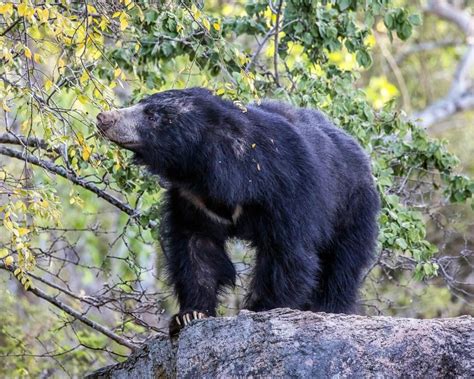 Sloth Bear - Facts, Diet, Habitat & Pictures on Animalia.bio