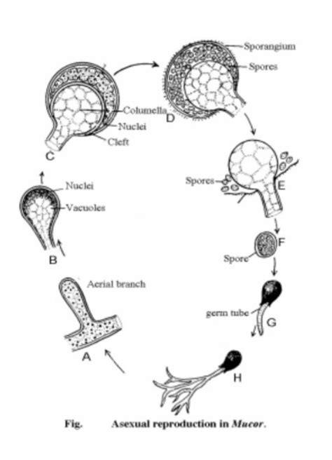 Mucor Life Cycle