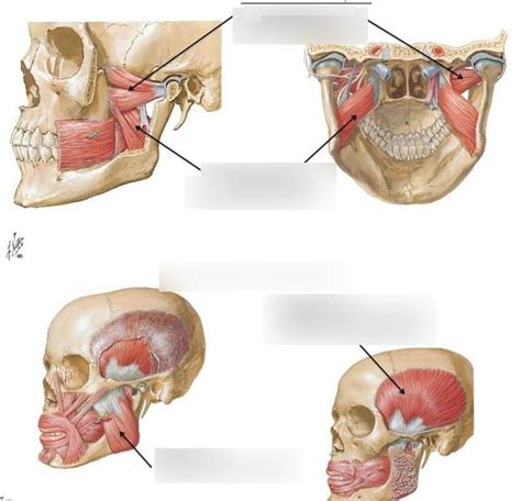 Muscles Of Mastication Diagram Quizlet