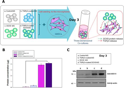 Sox9 And Tgf β3 Release From Degraded Plga Mss Detected By A Micro Bca