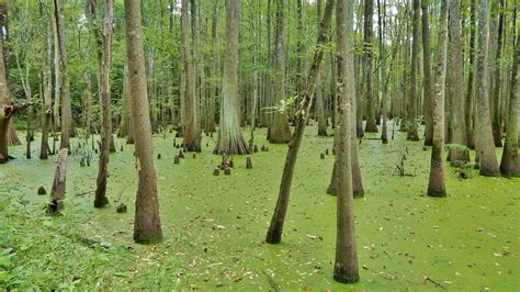 North Carolina Wetlands