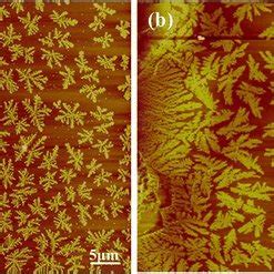 Tapping Mode AFM Height Images Of A B PCL Original Single Crystals And