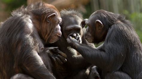 Mysterious Chimpanzee Behavior May Be Evidence of "Sacred" Rituals - Scientific American