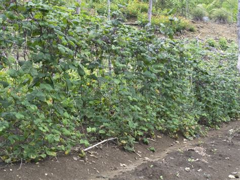 Passion Fruit Trees On A Farm In Balamban Cebu Philippines Stock Image Image Of Country