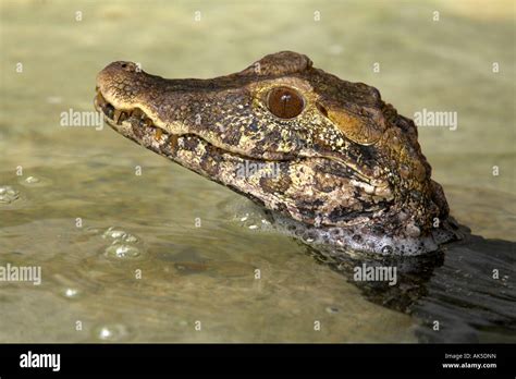 Cuvier S Dwarf Caiman Stock Photo Alamy