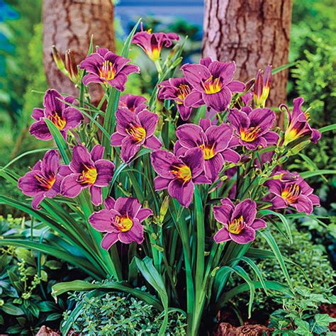 Purple Daylilies