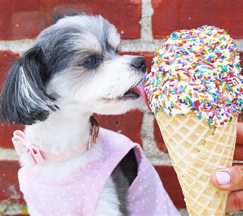 Ice Cream Dog Logo