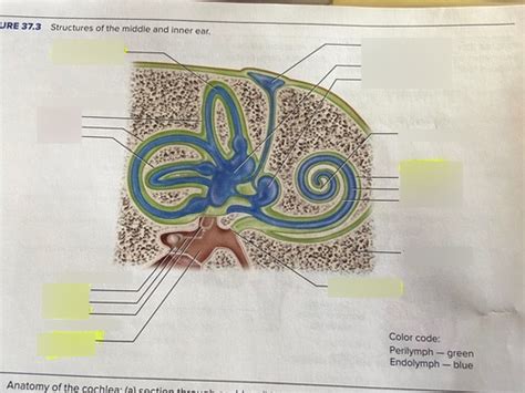 Bio Lab Quiz Inner And Middle Ear Diagram Quizlet