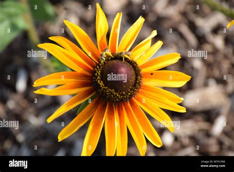 Black Eyed Susan Stock Photo Alamy