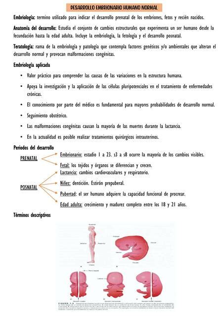 Desarrollo Embrionario Humano Normal Lu Num UDocz