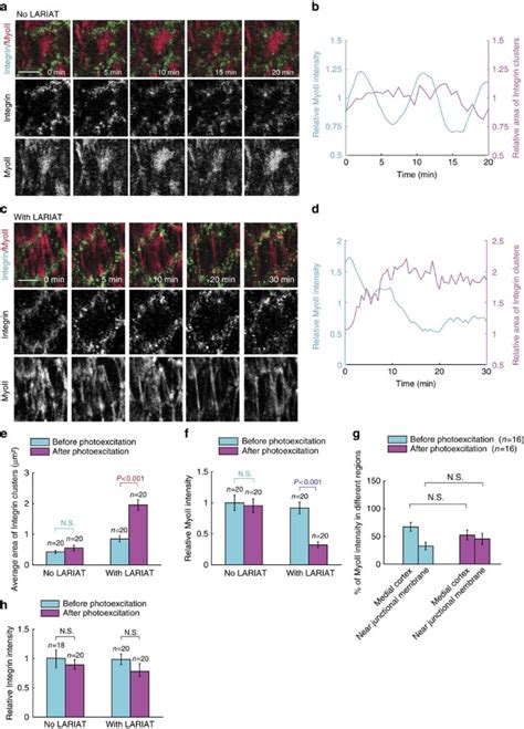 Cell Matrix Adhesion And Cell Cell Adhesion Differentially Control