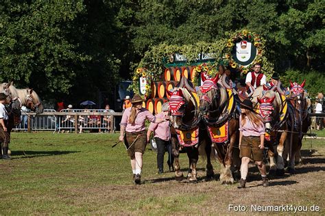 Pferde Und Fohlenschau