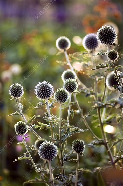 Globe Thistle Echinops Ritro Stock Image C0096636 Science