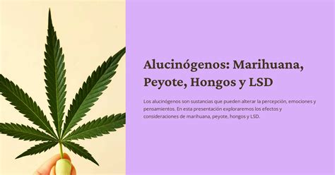 Alucinógenos: Marihuana, Peyote, Hongos y LSD