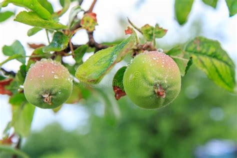 Frutas De Manzanas No Maduras En La Rama Del Rbol Foto De Archivo