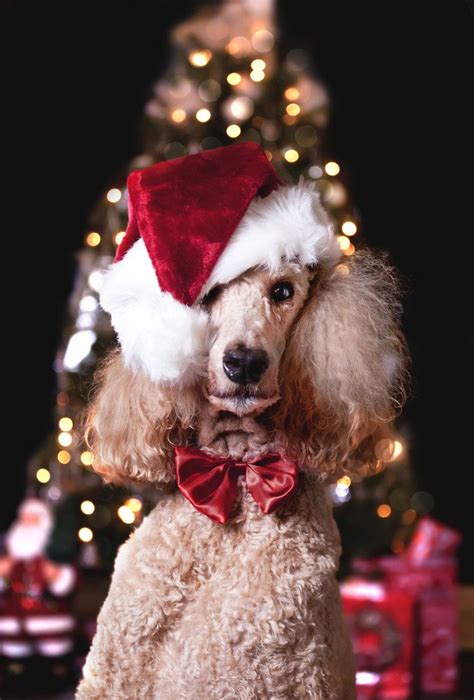 Montgomery The Christmas Poodle Does Your Fur Friend Have The