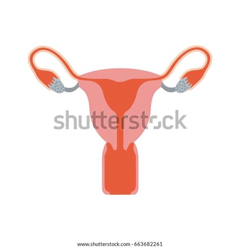 Colorful Silhouette Female Reproductive System Vector Stock Vector