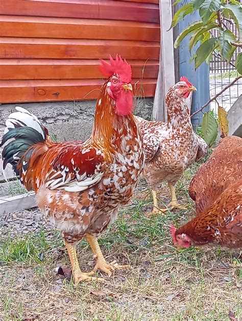 Gsb Galinha Sertaneja Bal O De Baixa Grande Cemani Brasil