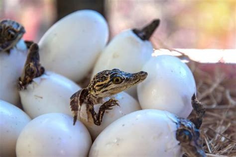 ¿cómo Nacen Los Cocodrilos Reproducción E Incubación