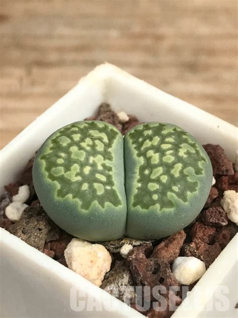 Shpr Lithops Julii Ssp Fulleri V Fulleri Fullergreen C A