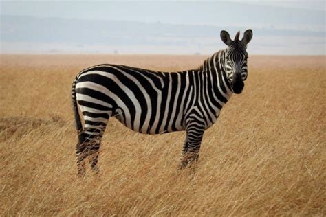 Gambar Hewan Zebra Pulp