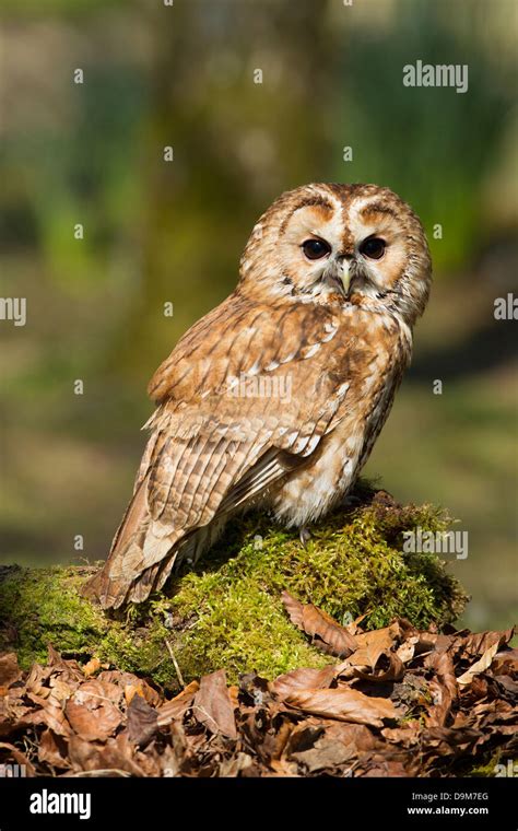 Tawny Owl Strix Aluco Captive Adult Male Perched On Mossy Log Hawk