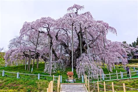 三春の滝桜 と 雪村桜 Yudai写真館 移行しました