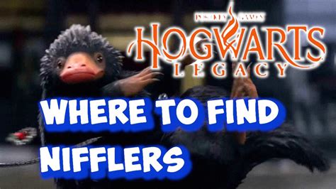 HOGWARTS LEGACY HOW TO GET NIFFLER FUR YouTube