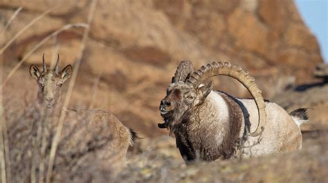 Rare animals in the Gobi desert — Mongolia Tours & Travels 2021/2022