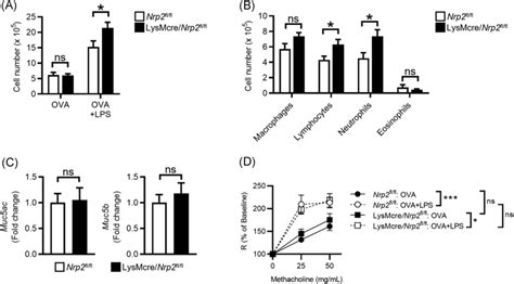 Lysmcre Nrp Fl Fl Mice Have Enhanced Airway Inflammation In A