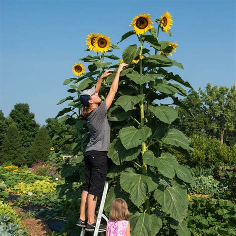 Details 48 Girasol Gigante Abzlocal Mx