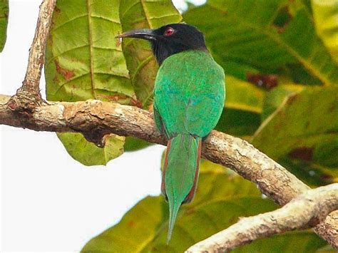 Black Headed Bee Eater Ebird