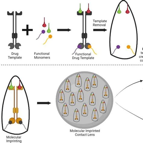 Molecular Imprinting Schematic Illustration Of Molecular Imprinting