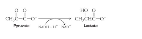 Solved The Conversion Of Pyruvate To Lactate Is Reduction Chegg