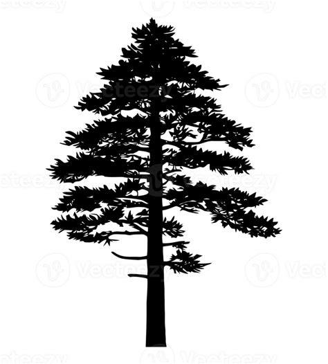 Pine Tree Silhouette 31113570 Png