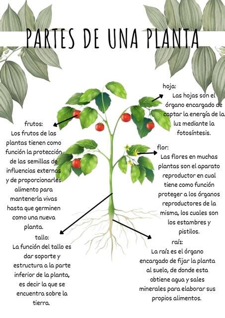 Partes De Una Planta Lija 1 Udocz