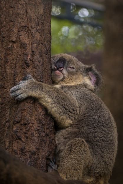 Premium Photo | Image of a koala bear sleep on tree. wild animals.