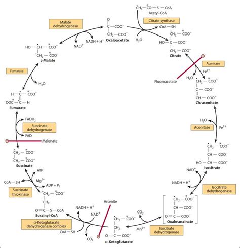 16 Pyruvate Dehydrogenase Complex And The Tca Cycle Basicmedical Key