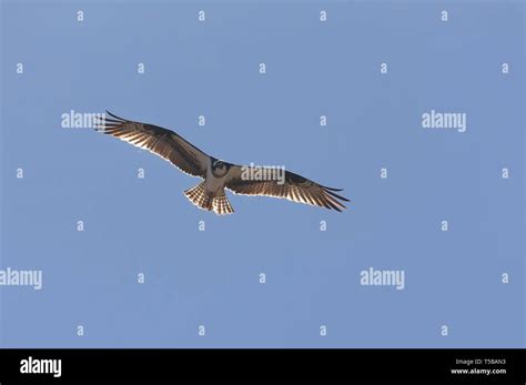 Majestic Bird Of Prey Western Osprey Pandion Haliaetus In Flight